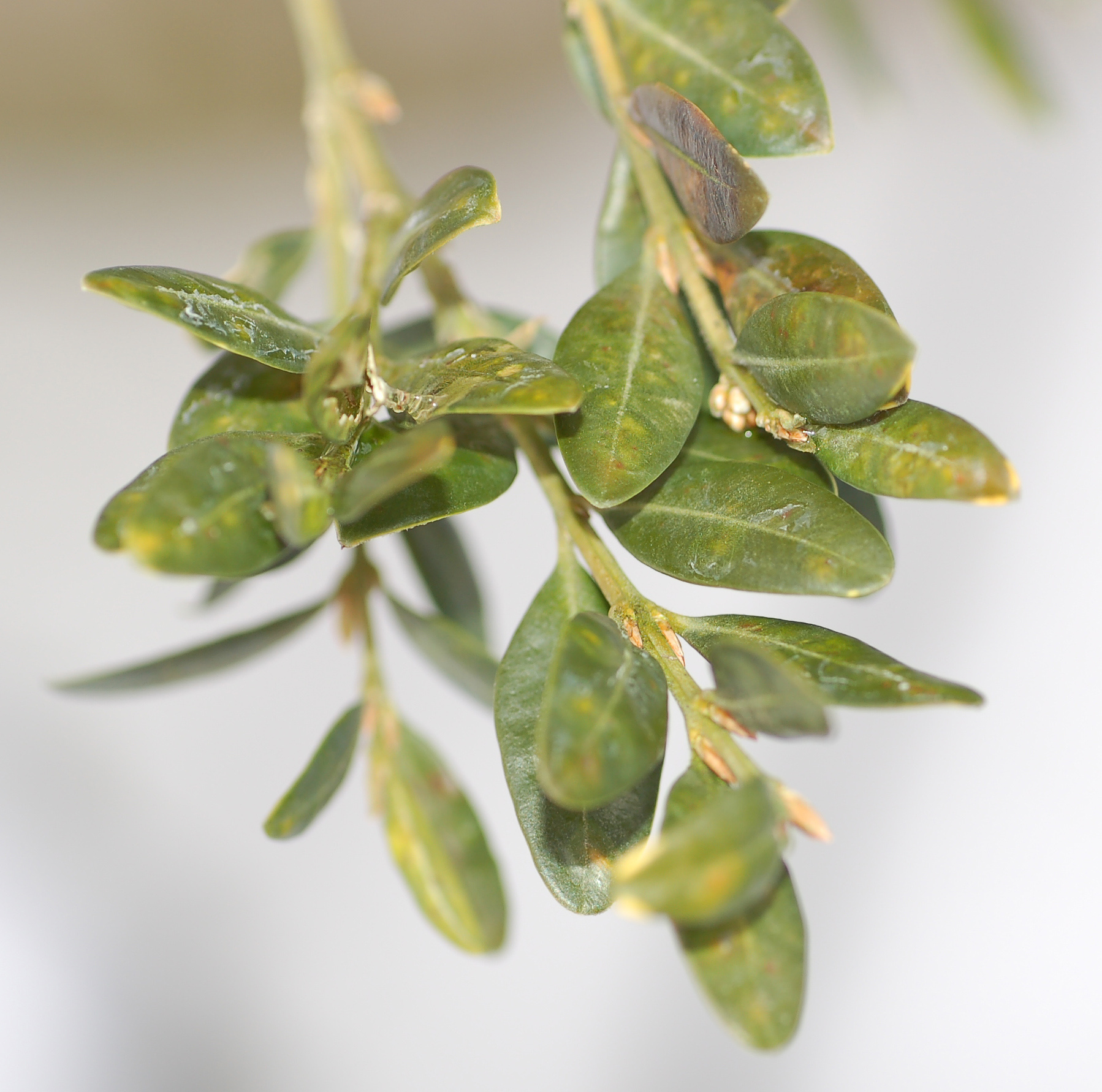 Buchsbaum Buxus sempervirens Bienenroute